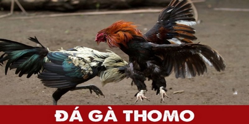 Lý do nên xem đá gà trực tiếp Thomo là gì?